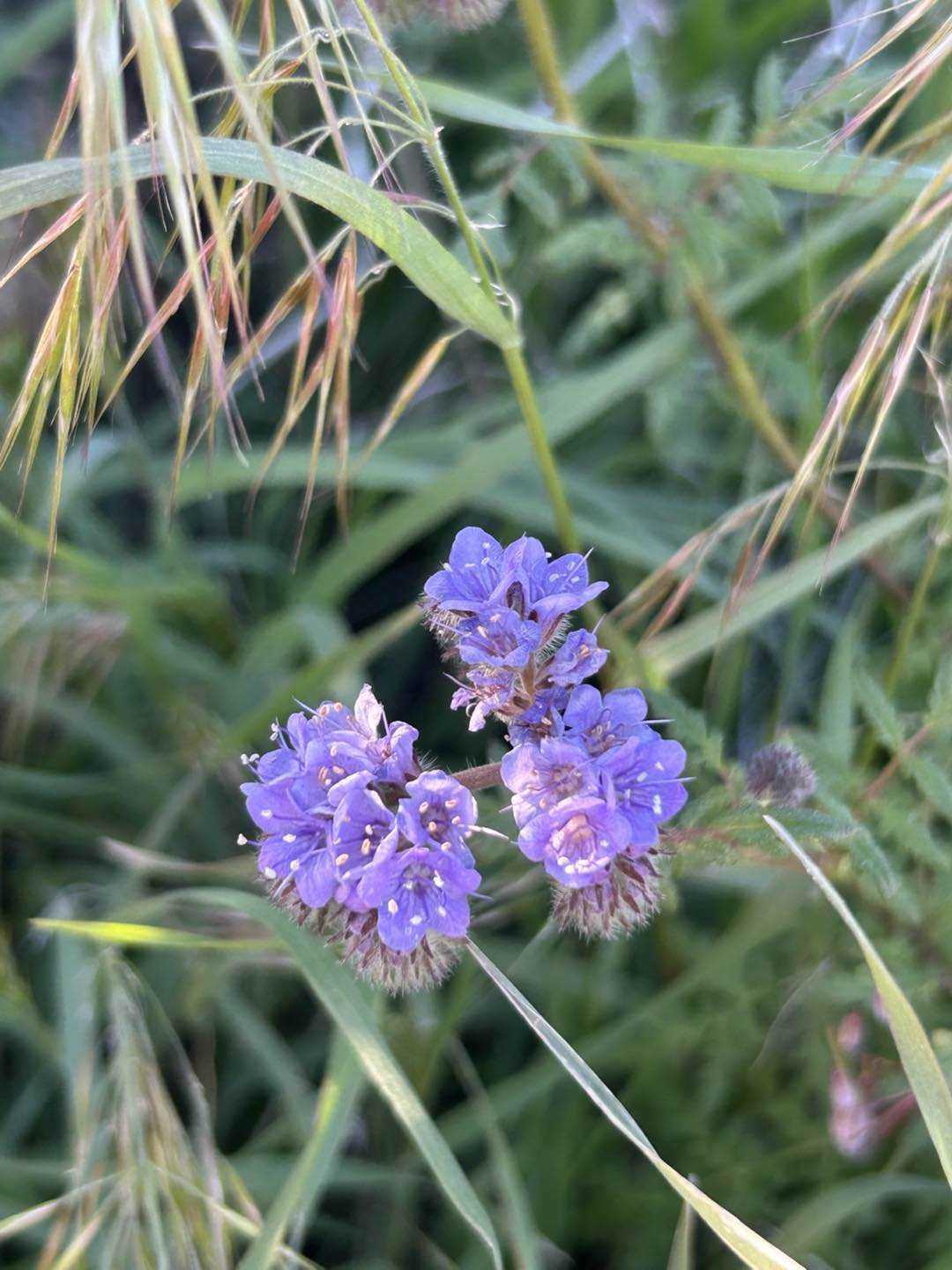 Lacy phacelia at Red Rock Canyon Desert State Park, January 2026 Lacy phacelia at Red Rock Canyon Desert State Park, January 2026